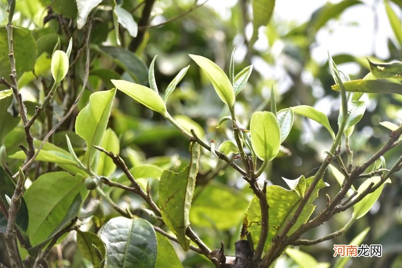 易武凤凰窝古树茶 凤凰窝古树茶是哪里