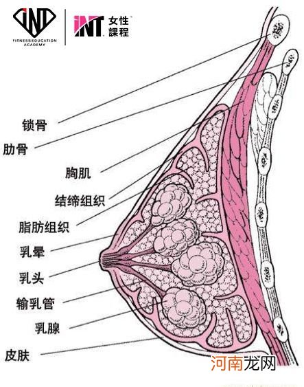 乳房侧边痛是什么原因