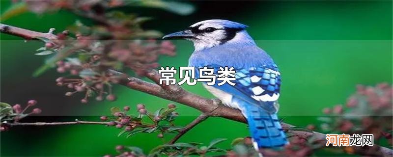 常见鸟类