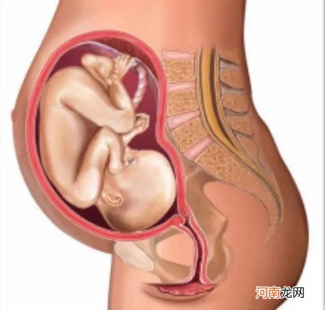 七个月的胎儿大概有多少斤 怀孕七个月胎儿图