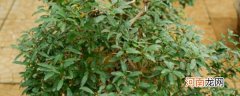石榴树盆栽怎样养 如何养殖石榴树