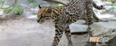 豹猫是国家几级保护动物 豹猫是国家的几级保护动物呢