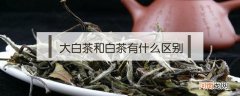 大白茶和白茶的区别 白茶和老白茶有什么差别