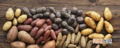 土豆在保存时不宜放在什么地方 土豆的保存方法