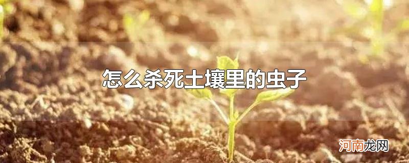 怎么杀死土壤里的虫子