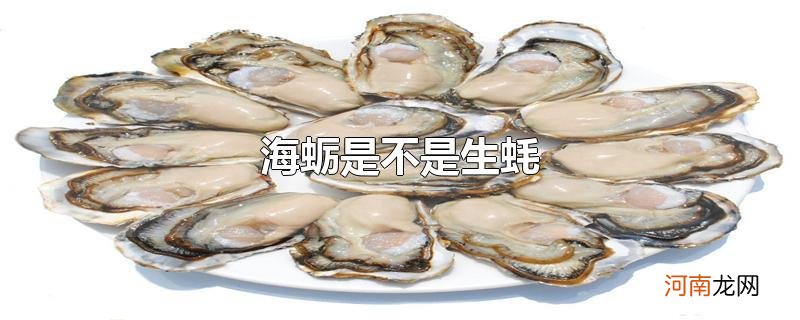 海蛎是不是生蚝