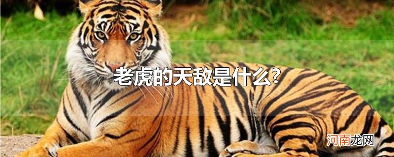 老虎的天敌是什么?