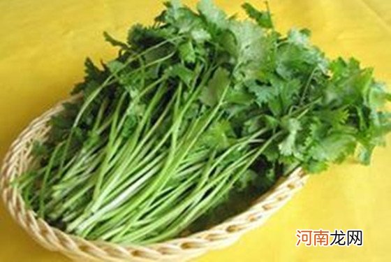 香菜能促进子宫收缩致流产 孕妇能吃香菜吗