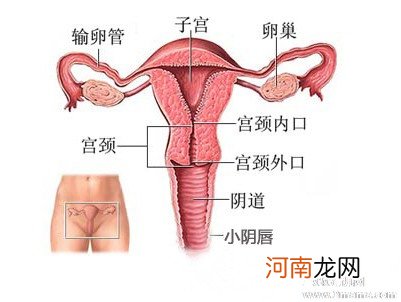 孕晚期有了宫颈黏液
