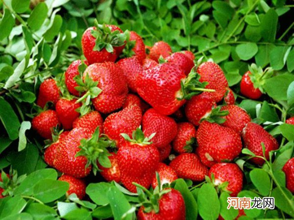 奶油草莓名字的由来 奶油草莓为什么叫奶油草莓