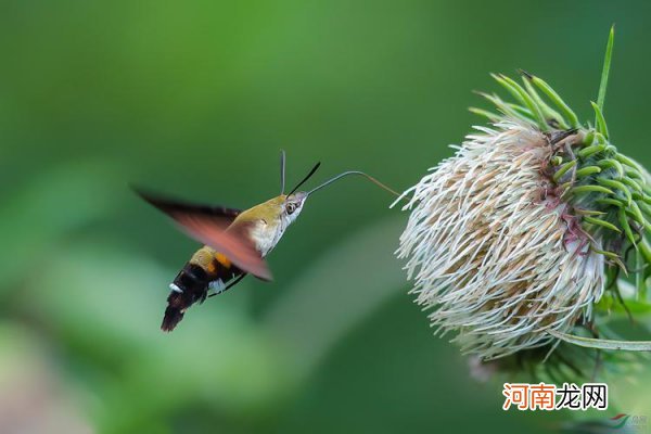 蜂鸟在中国有分布吗 蜂鸟在中国是否有分布