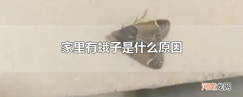 家里有蛾子是什么原因