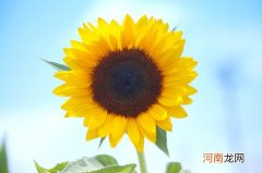 太阳花唯美花语大全励志语 赞美太阳花的名言