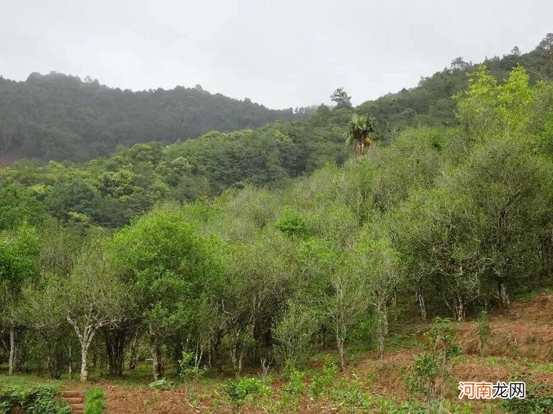 镇沅县千家寨八大茶区分布及特点 千家寨古树茶是哪个茶区