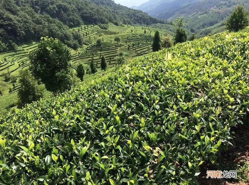 镇沅县千家寨八大茶区分布及特点 千家寨古树茶是哪个茶区