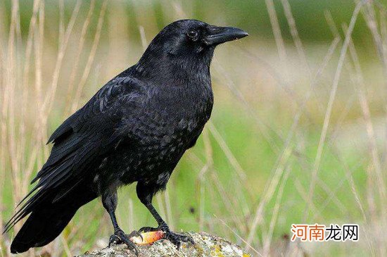 白天看到乌鸦代表什么，一大早看到乌鸦好吗