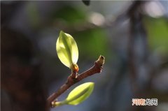 2022年弯弓古树茶春茶价格 弯弓古树茶多少钱一斤