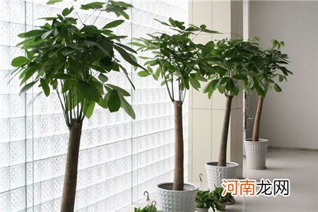 客厅电视两边摆什么植物旺财，客厅电视两边放啥花好