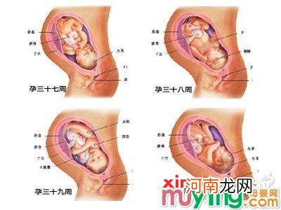 怀孕7周胚胎发育状况