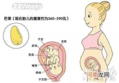 怀孕7周胚胎发育状况