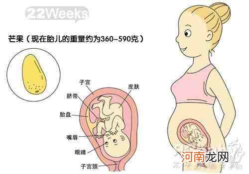 怀孕7周胚胎发育状况