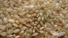 糙米的营养价值及功效与作用
