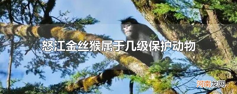 怒江金丝猴属于几级保护动物