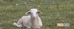 什么羊繁殖最快又好养 什么羊品种最好繁殖快