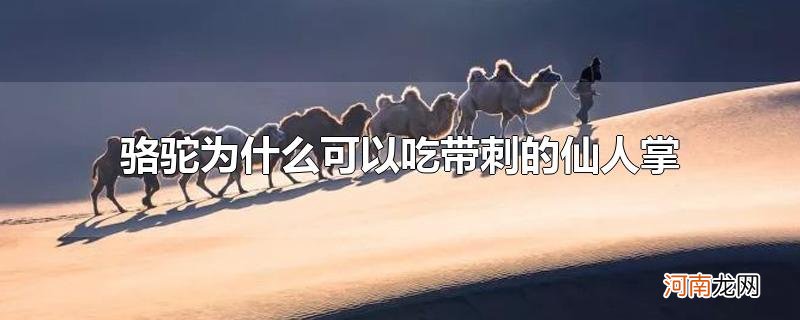 骆驼为什么可以吃带刺的仙人掌