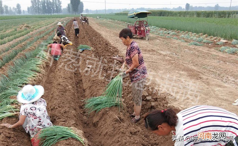 什么时候移植大葱比较好？