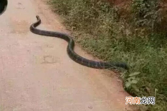 路上遇到蛇是吉还是凶 在路上看见蛇有什么预兆