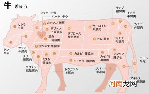 牛肉各部位中日文图文对照表 牛腩是牛身哪个部位的肉