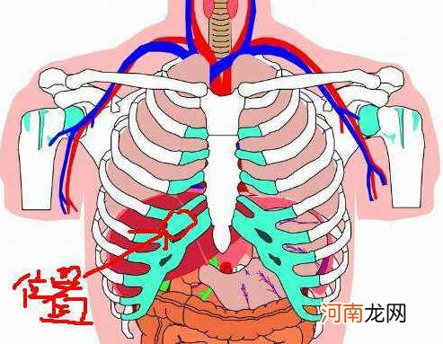 肝脏疼痛的位置示意图