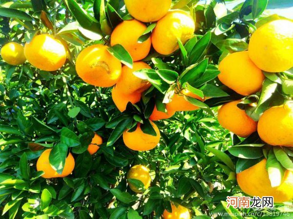 橘子是什么样的水果 橘子是什么季节的水果