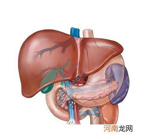 中度脂肪肝吃啥药能彻底好