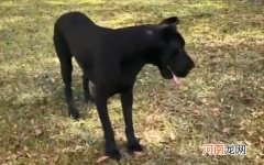 大丹犬价格 大丹犬价格多少钱一只