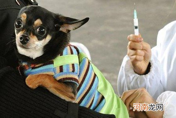 狂犬疫苗多少钱一针 狂犬疫苗5针多少钱