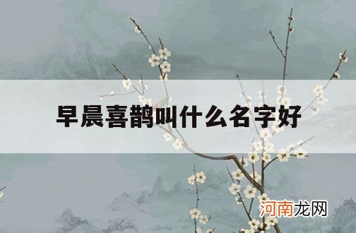 早晨喜鹊叫什么名字好_喜鹊早上叫在几点之前叫好