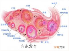 卵泡多大才排卵 卵泡多大成熟是正常的