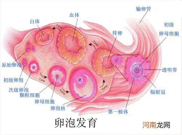 卵泡多大才排卵 卵泡多大成熟是正常的