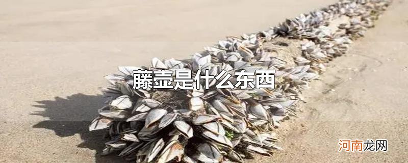 藤壶是什么东西