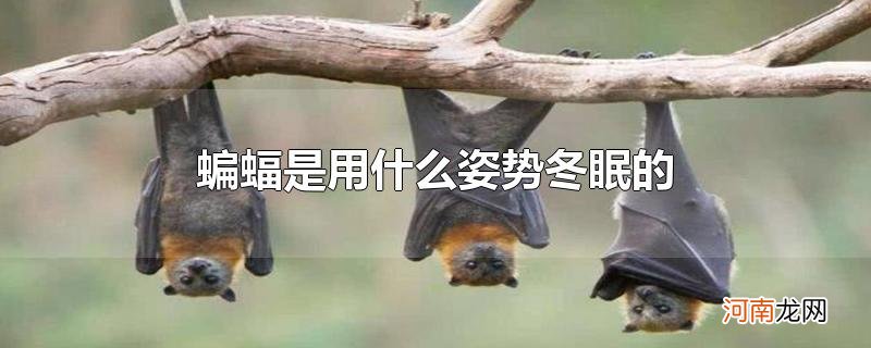 蝙蝠是用什么姿势冬眠的
