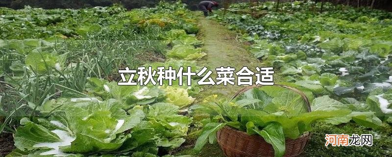 立秋种什么菜合适