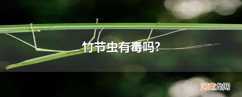 竹节虫有毒吗?