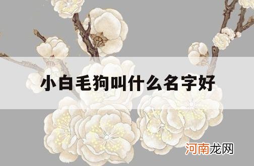 小白毛狗叫什么名字好_白毛狗叫什么名字好听