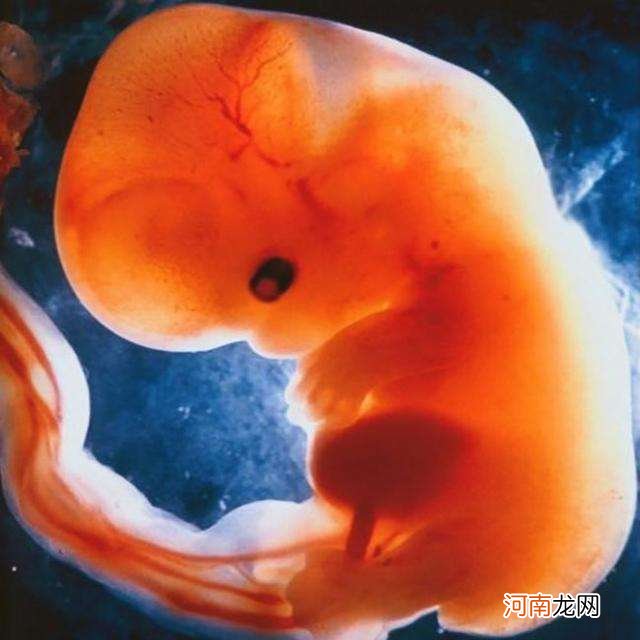 胚胎发育过程中开始分化的阶段(怀孕5-9周“胚胎”分化成“胎儿
