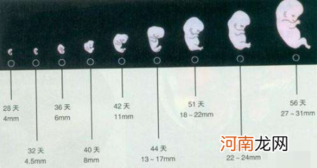 胚胎发育过程中开始分化的阶段(怀孕5-9周“胚胎”分化成“胎儿