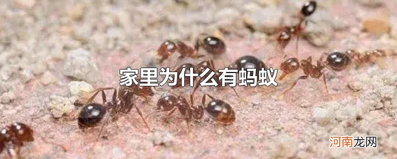 家里为什么有蚂蚁