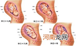 怀孕4个月：胎儿的骨骼开始发育