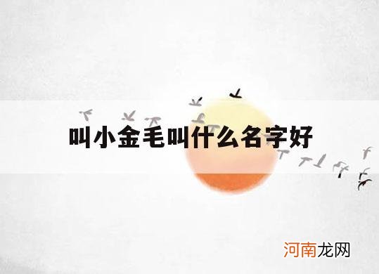 叫小金毛叫什么名字好_小金毛可以叫什么名字